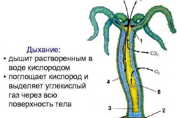 Что продают на кракене